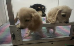 Miniature Dachshund dogs for sale: Cream Longhair Miniature Dachunds Ready Now - Image 14