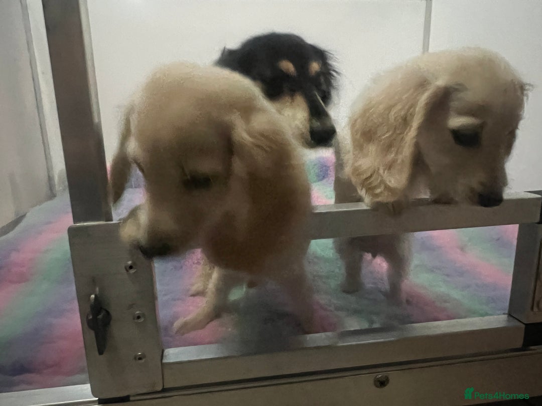 Miniature Dachshund dogs for sale: Cream Longhair Miniature Dachunds Ready Now - Image 14