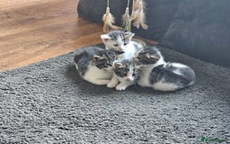 Mixed Breed cats for sale: Beautiful black and white kittens - Image 3