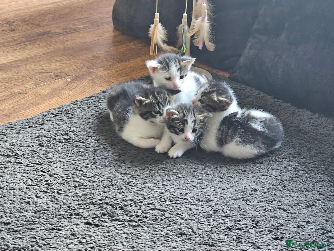 Mixed Breed cats for sale: Beautiful black and white kittens - Image 3