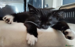 Maine Coon cats for sale: Male and female kittens looking for forever home - Image 1