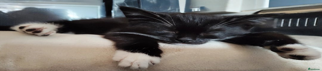 Maine Coon Kitten 2