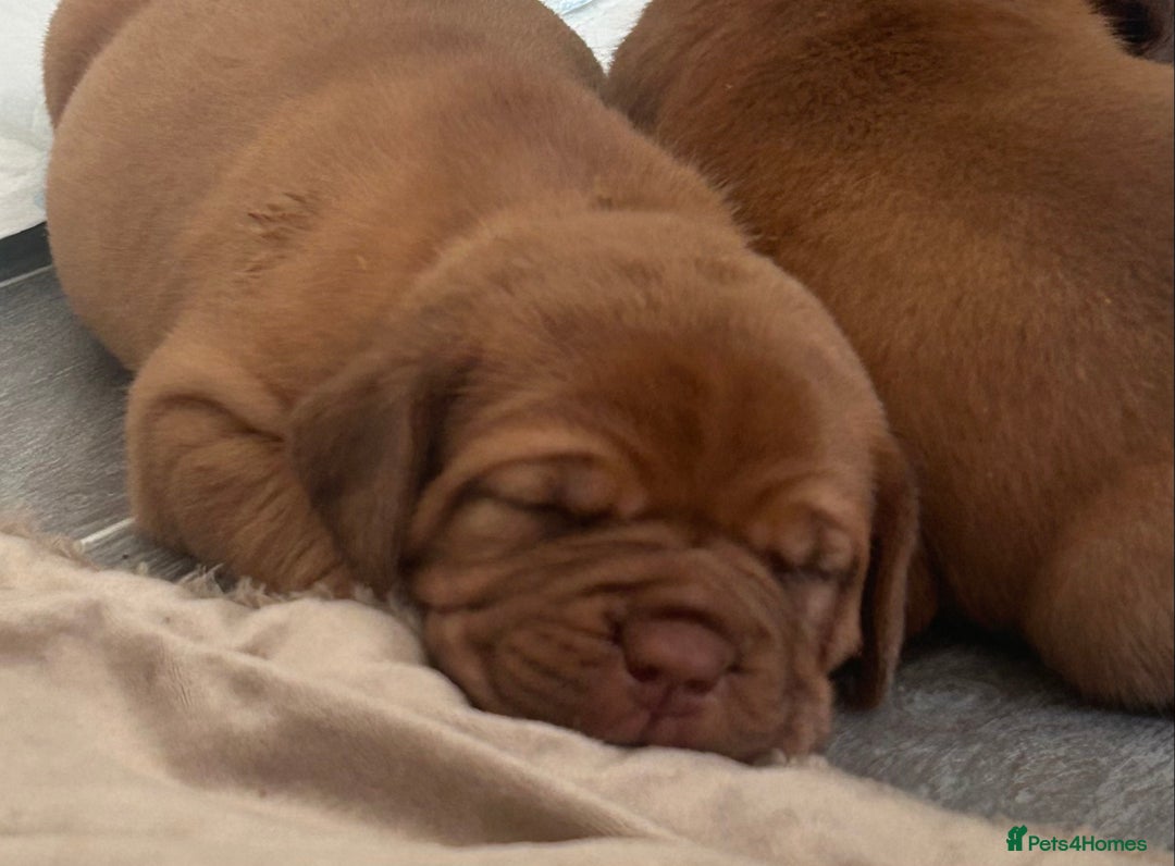 Dogue De Bordeaux dogs for sale: Stunning litter of puppies  - Image 7