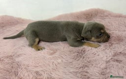 Olde English Bulldogge dogs for sale: Old English Bulldog PUPPIES 👀‼️ - Image 15