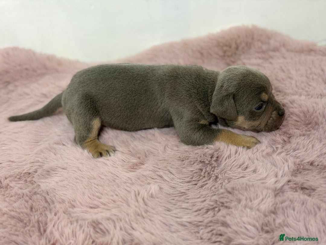 Olde English Bulldogge dogs for sale: Old English Bulldog PUPPIES 👀‼️ - Image 15