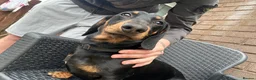 Dachshund dogs for stud: Mini dachshund black a tan for stud - Advert 1