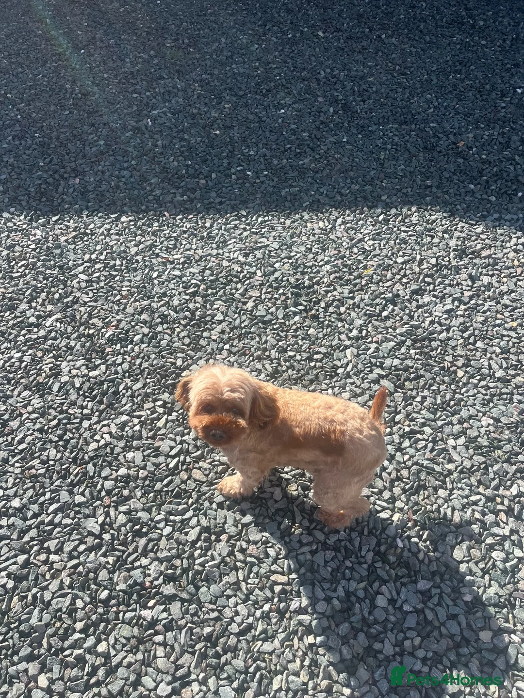 Cavapoo dogs for sale: Cavapoo  - Advert 6