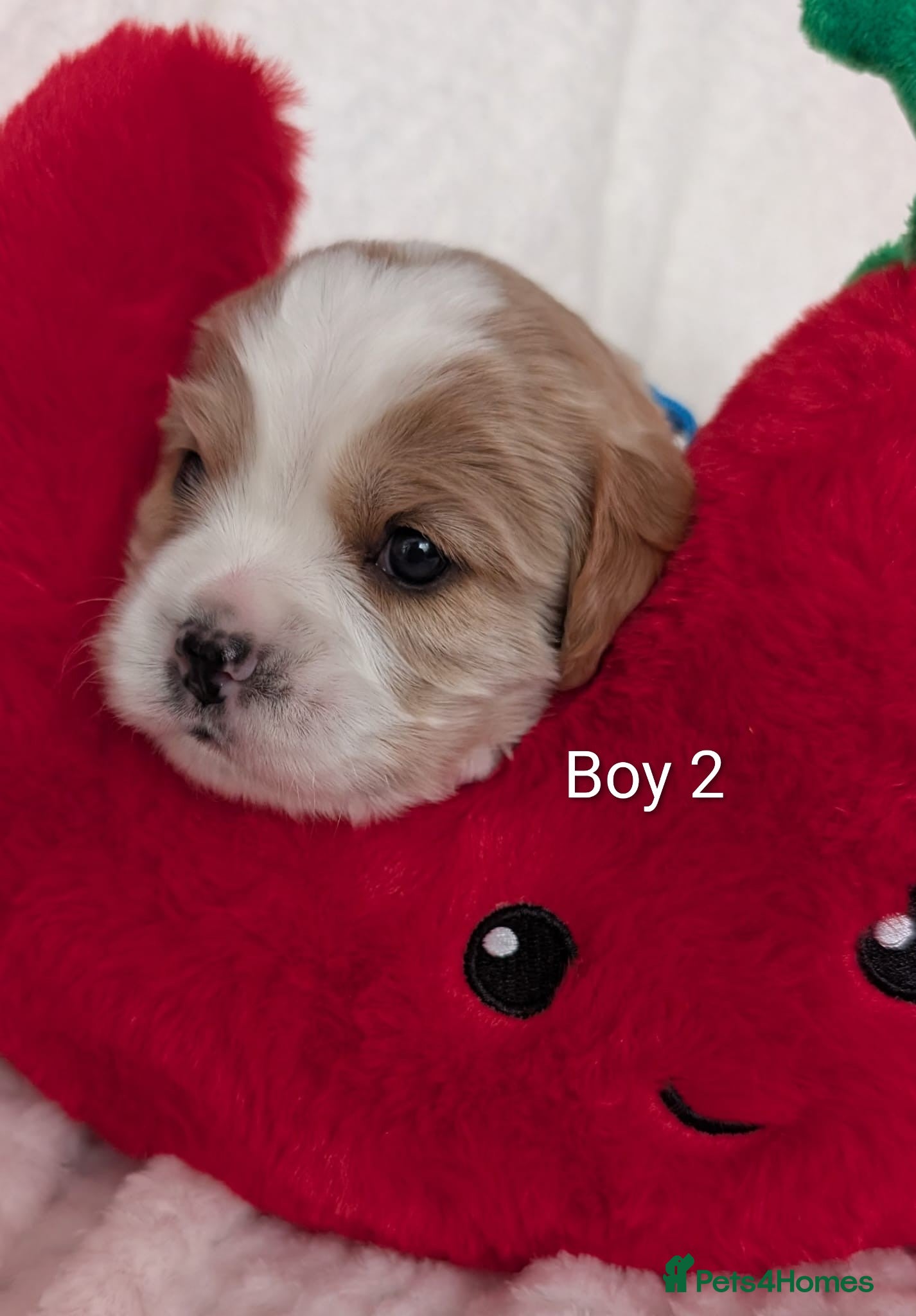 Cavalier King Charles Spaniel dogs for sale: Cavalier King Charles Stunning Puppies! in Aldershot - Advert 17