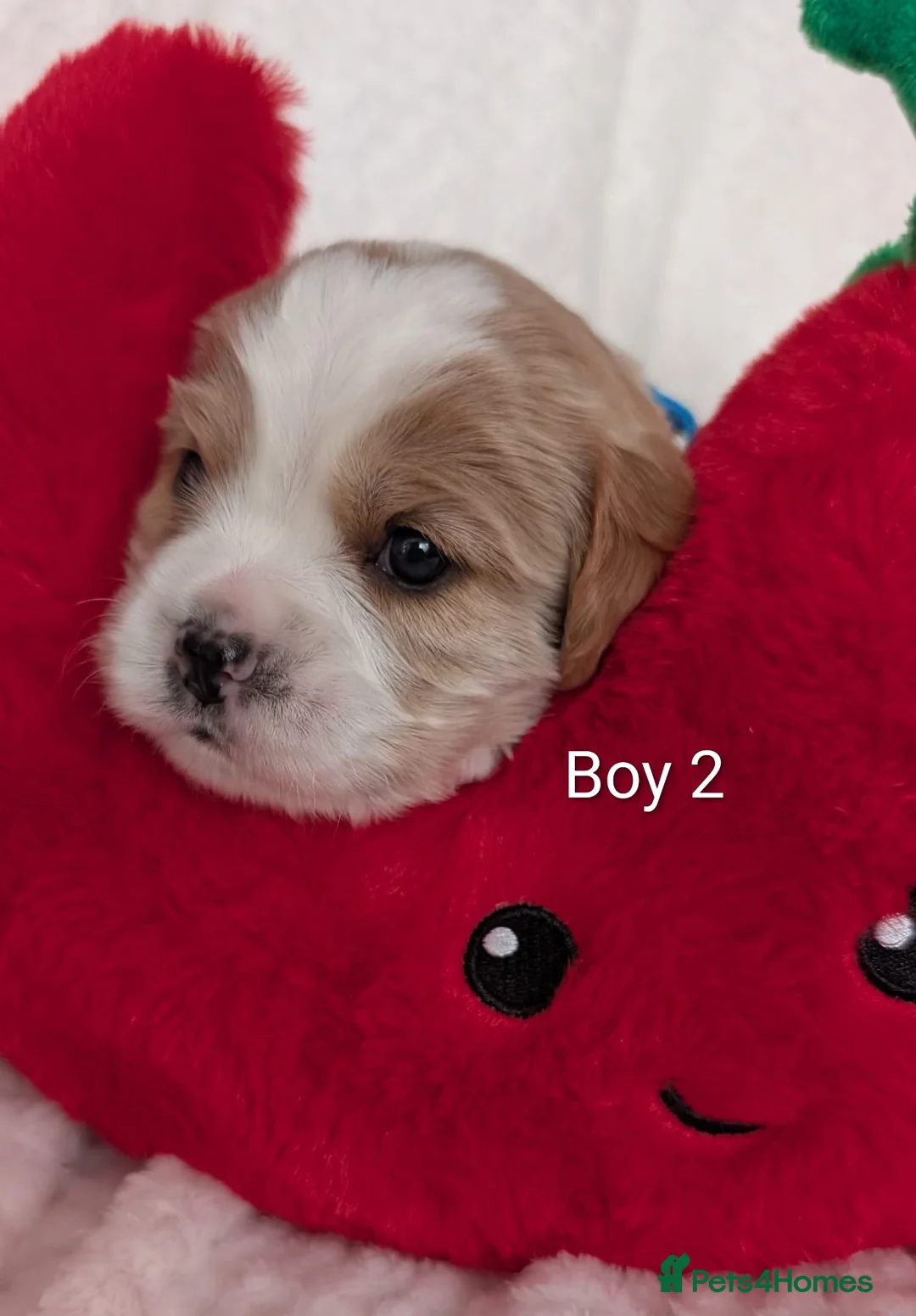 Cavalier King Charles Spaniel dogs for sale: *Two Boys Left!* Cavalier King Charles Puppies!  - Advert 39