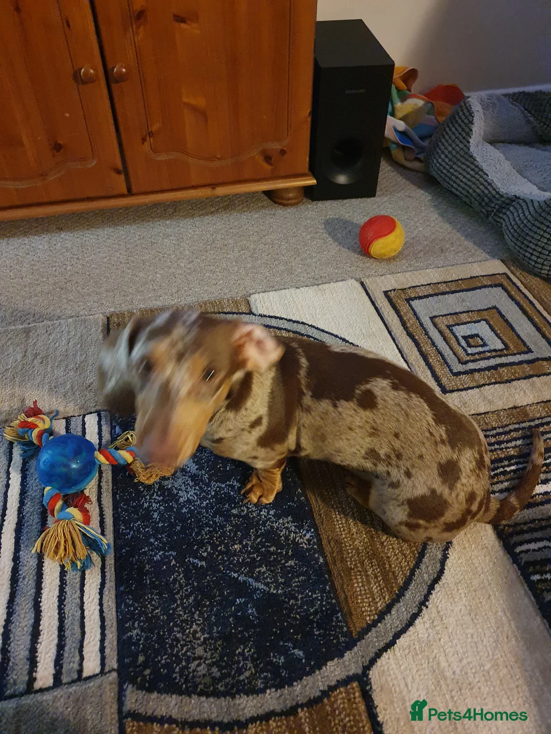 Miniature Dachshund dogs for sale: Miniature Smooth-Haired Dachshund  - Advert 5