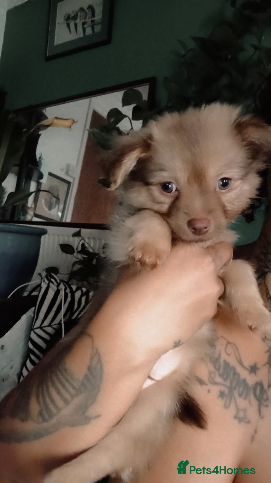 Pomchi dogs for sale: Fluffy Pomeranian Puppies - Image 6