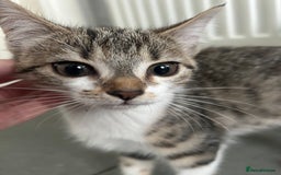 British Shorthair cats for sale: One female kitten for sale - Advert 15