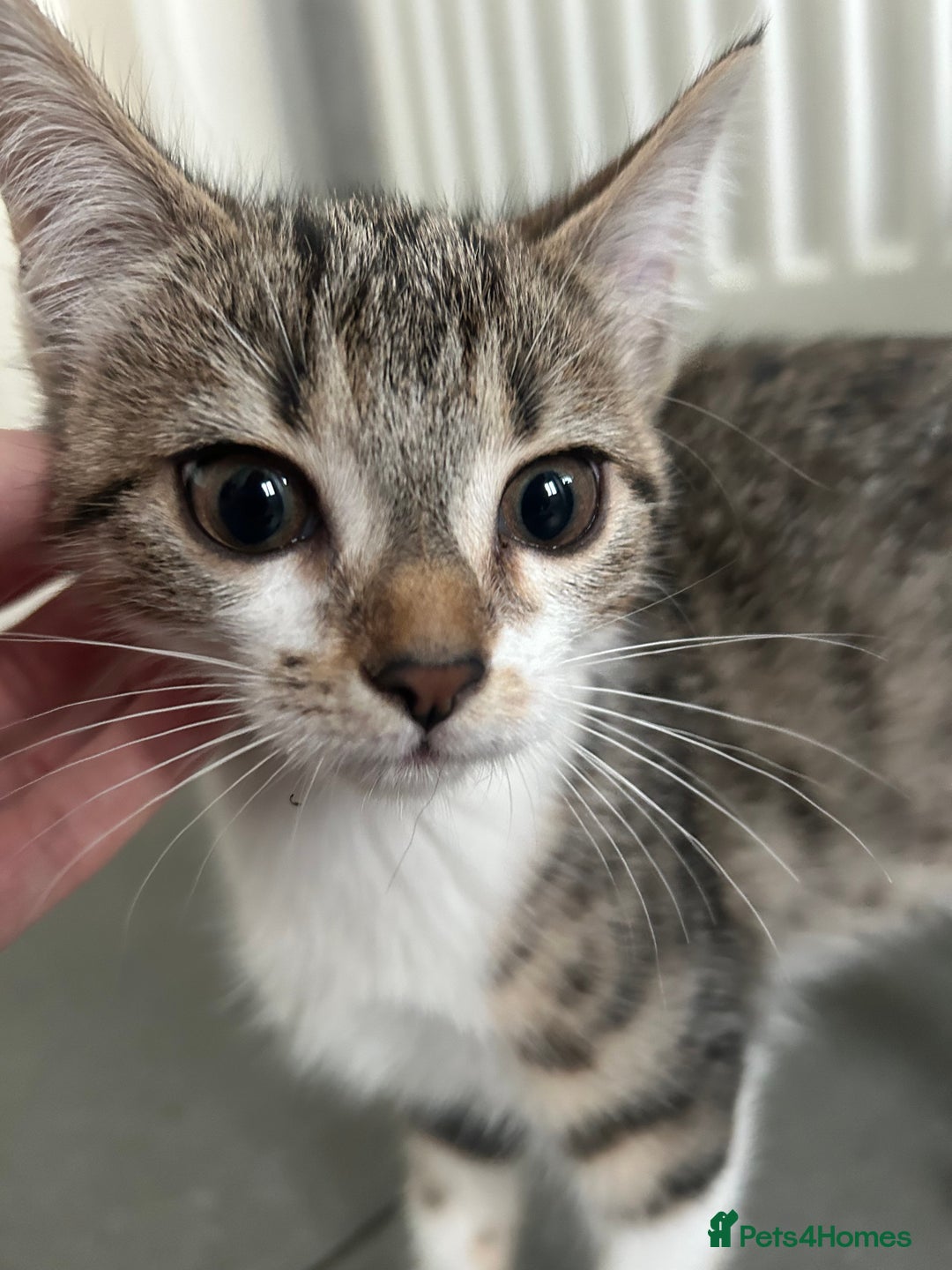 British Shorthair cats for sale: One female kitten for sale - Advert 15