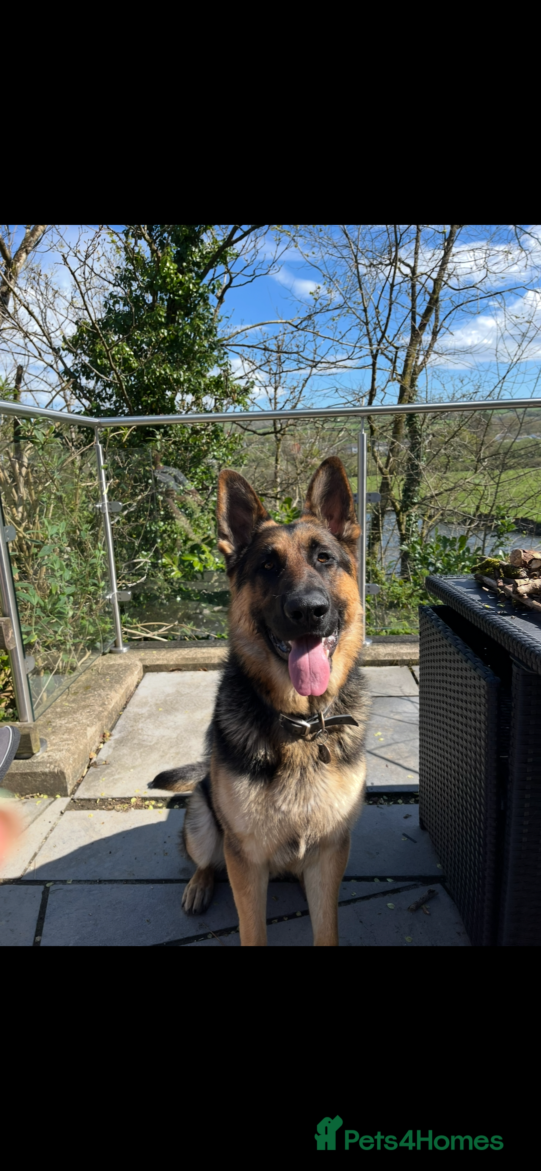 German Shepherd dogs for stud: Kc Reg fully health tested German Shepherd Stud  in Welshpool - Image 4