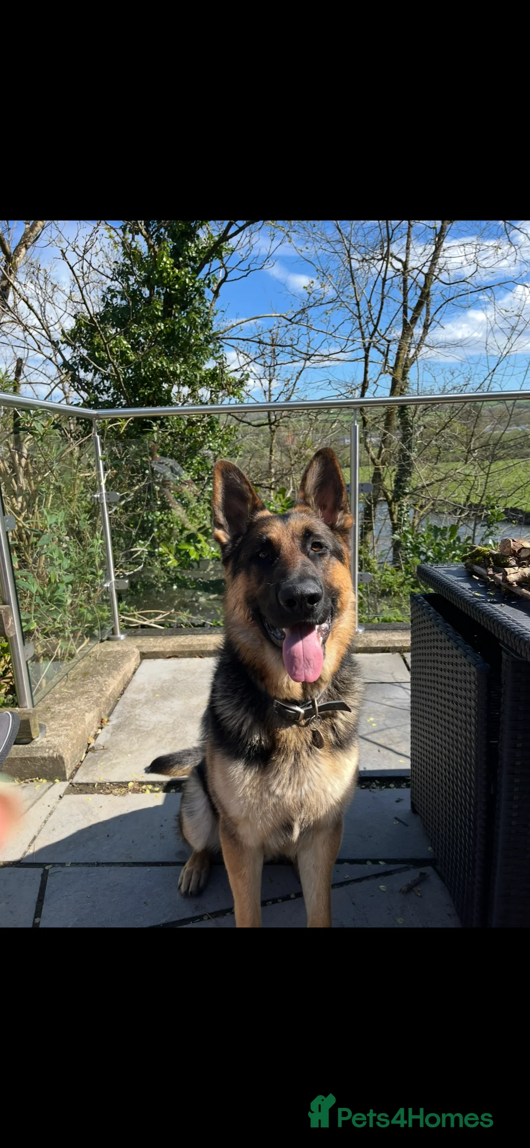 German Shepherd dogs for stud: KC Reg German Shepherd Proven Stud in Welshpool - Advert 8