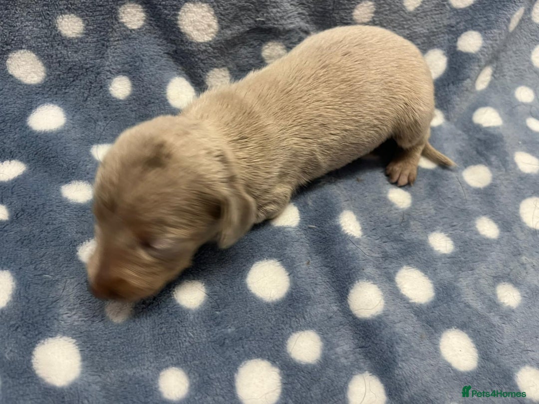 Miniature Dachshund dogs for sale: ⭐️🐾💖💙KC REG💙💖🐾⭐️5 star breeder   - Advert 8
