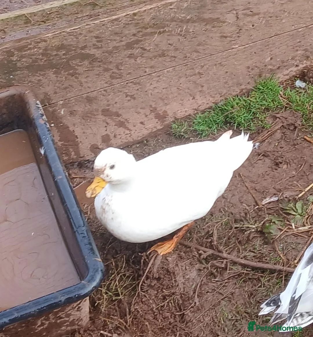 Ducks poultry for sale: Various young ducks - Advert 3