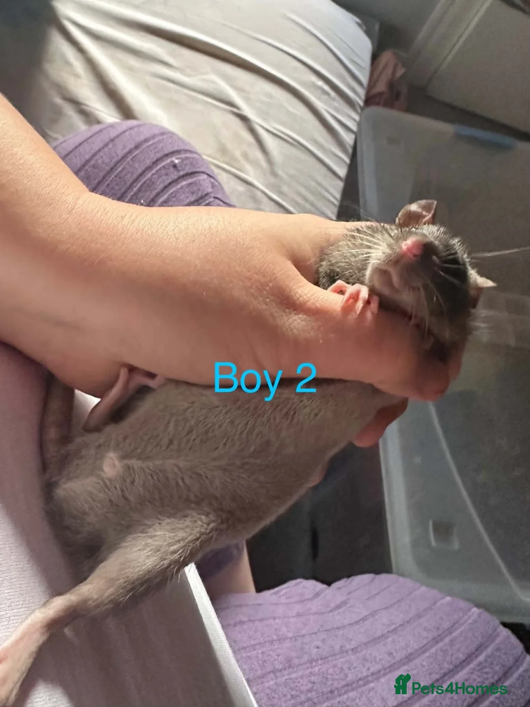 Rat rodents for sale: Baby rats for sale - Advert 2