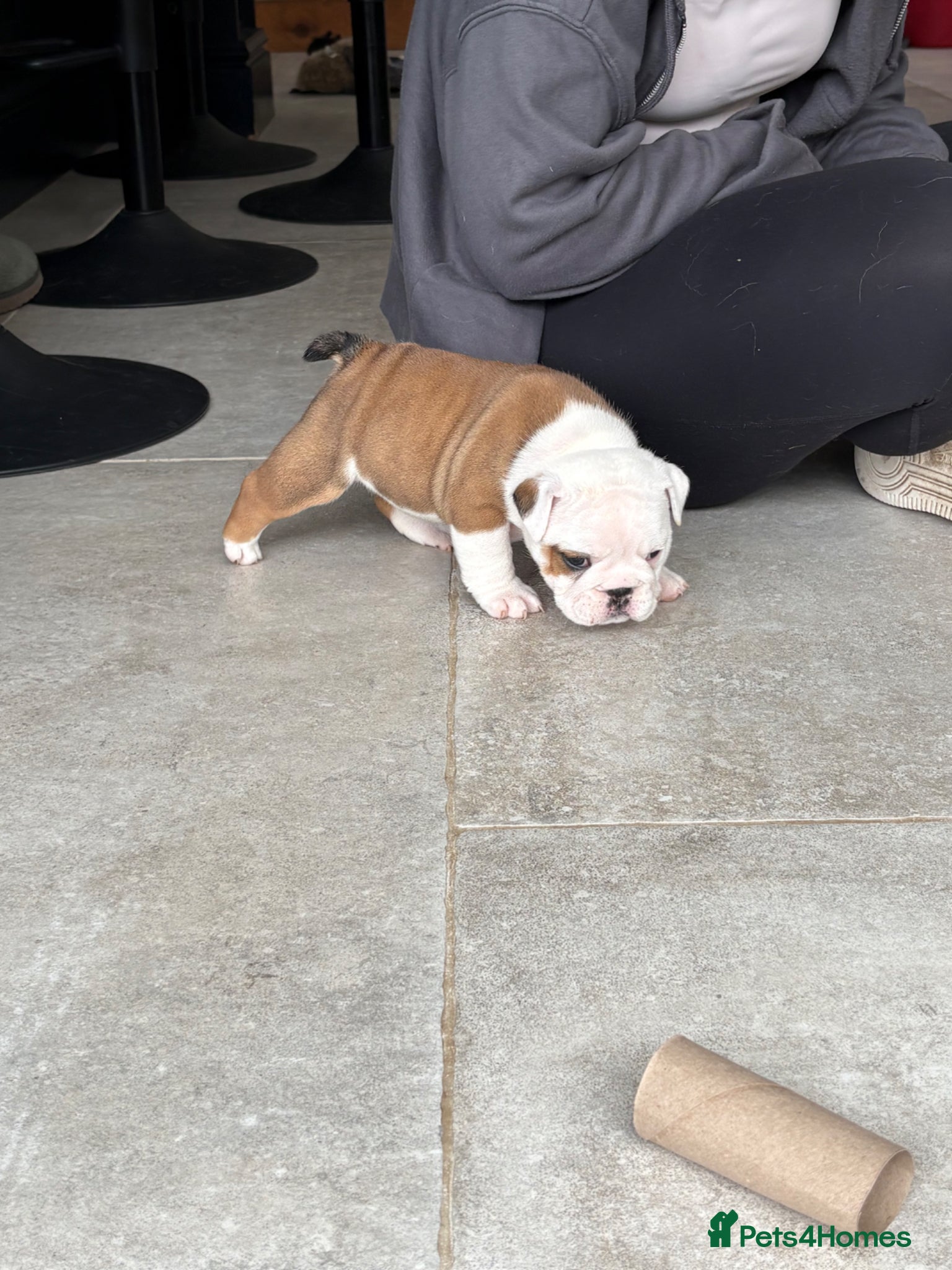 English Bulldog dogs for sale: 🐾KC reg Red & White English Bulldog 🐶 - Advert 16