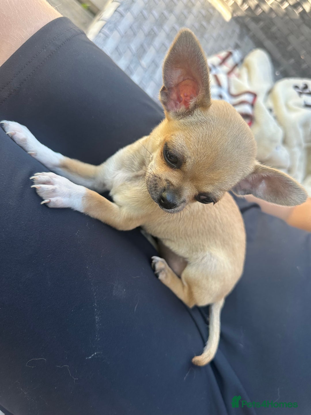 Chihuahua dogs for sale: Chihuahua pups - Image 7