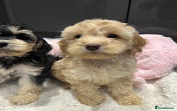 Cockapoo dogs for sale: Beautiful F1 Cockapoo puppies  - Image 23