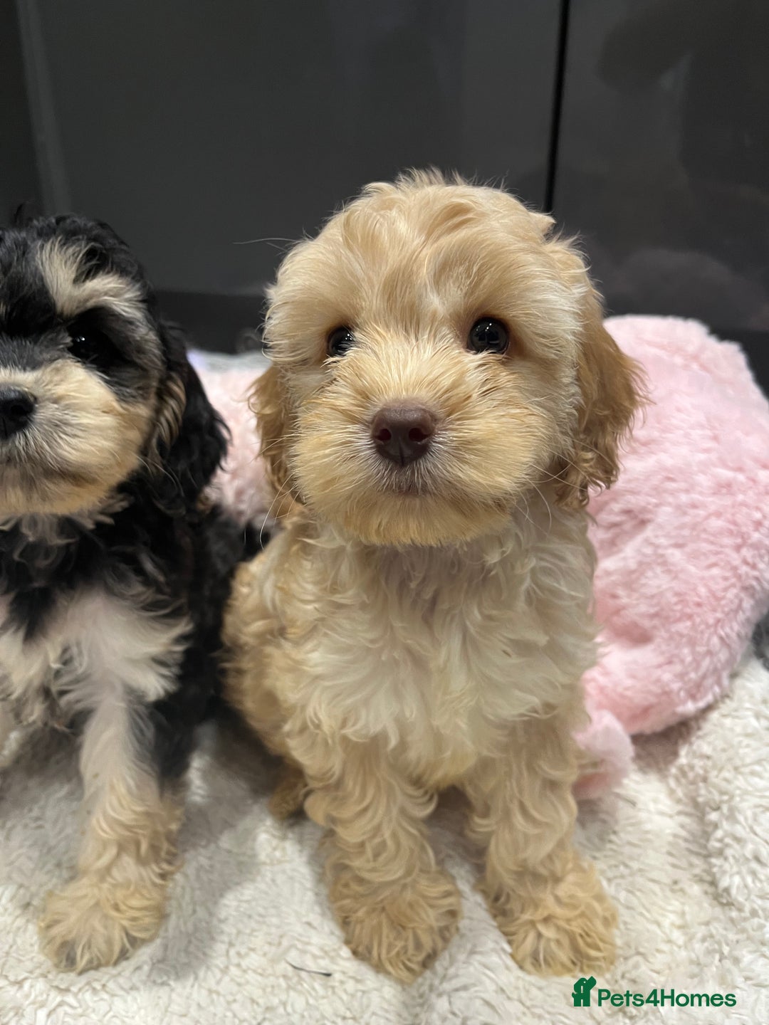 Cockapoo dogs for sale: Beautiful F1 Cockapoo puppies  - Image 23