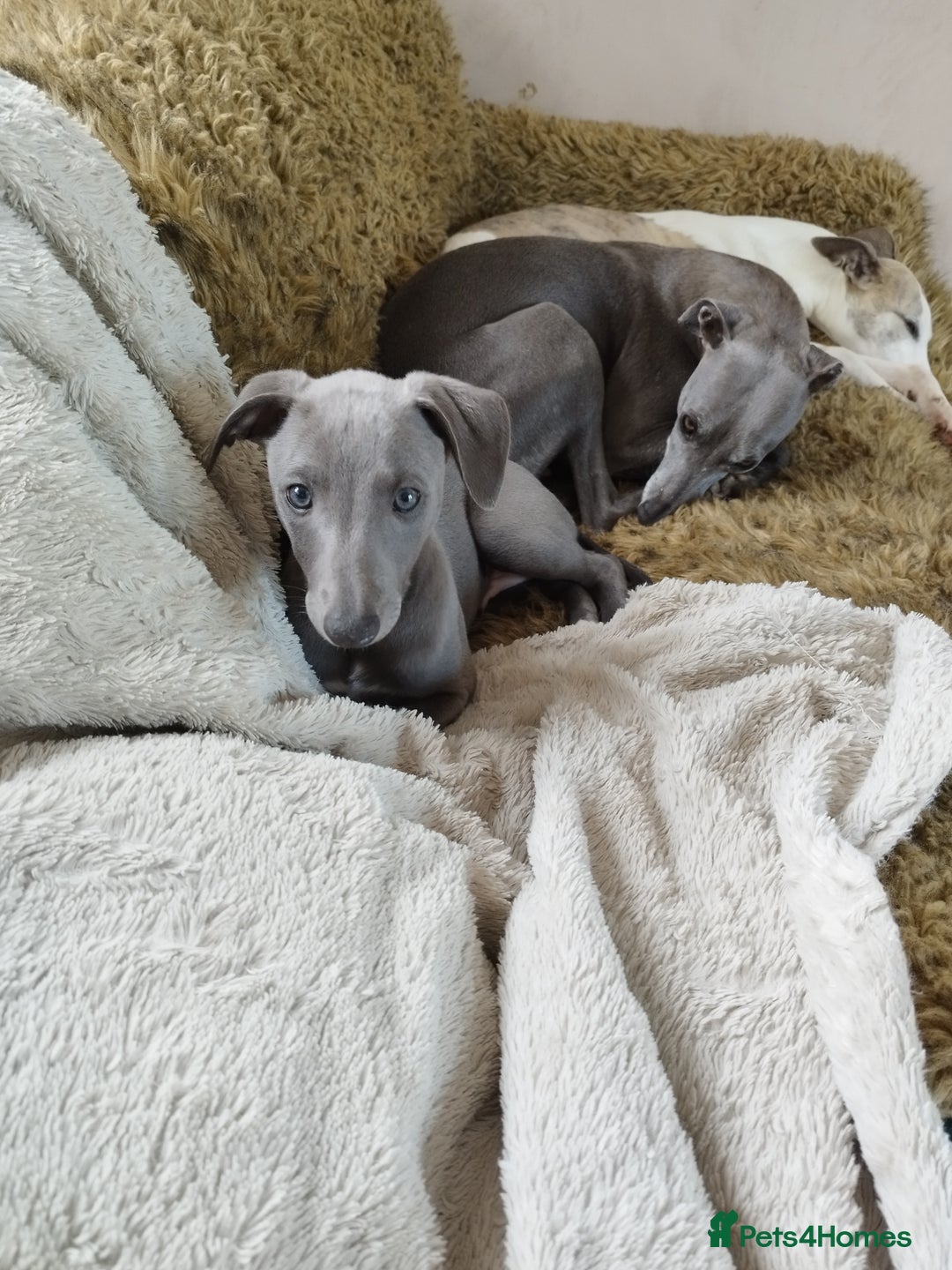 Whippet dogs for sale: Gorgeous blue KC reg whippet pups in Narberth - Image 2