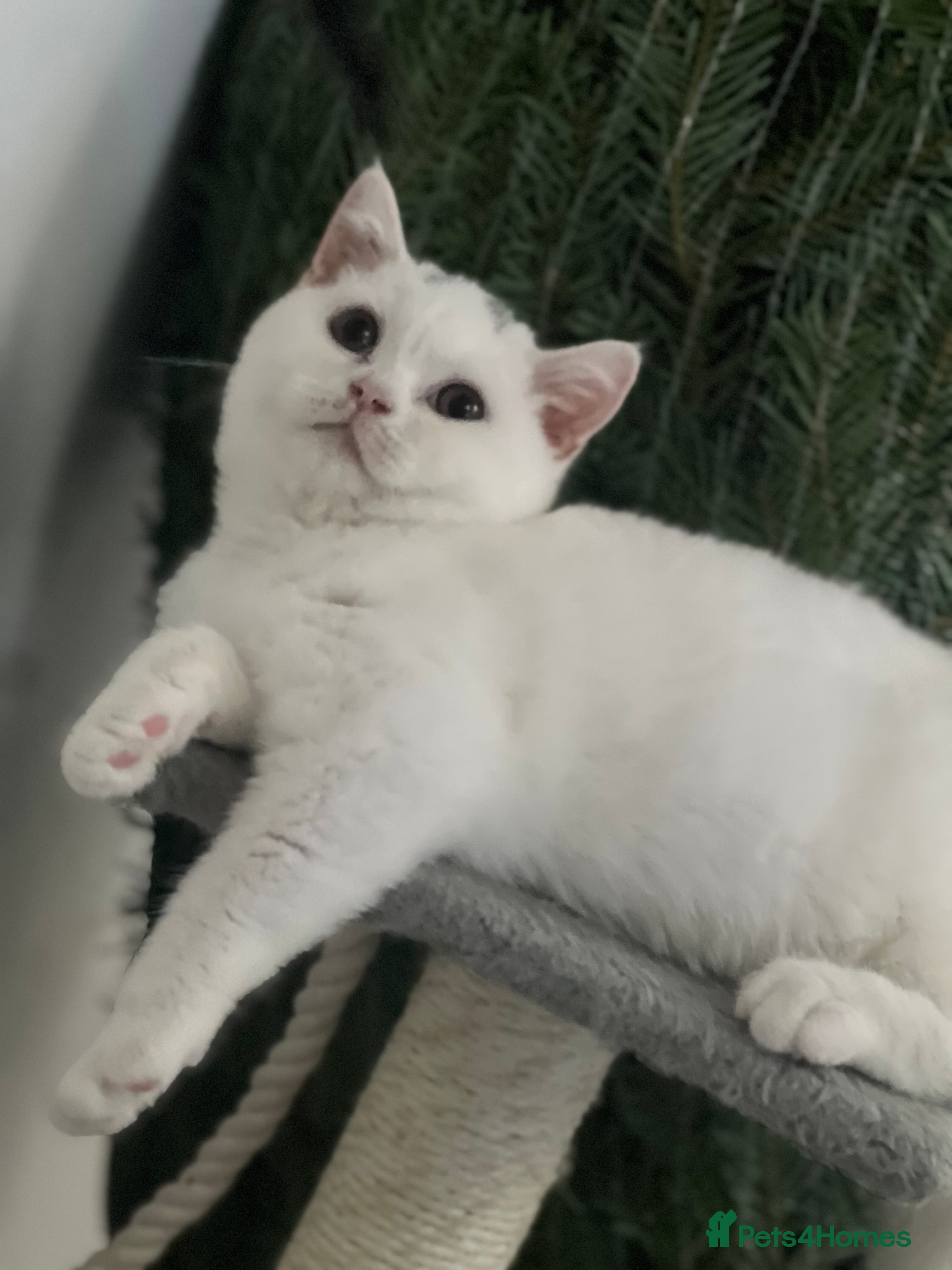 British Shorthair cats Last 1 stunning kittens BSH ready now - Advert 10