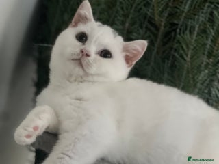 British Shorthair cats Last 1 stunning kittens BSH ready now - Advert 16