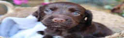 Cocker Spaniel dogs for sale: Working Cocker spaniel puppy  - Advert 4