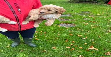 Labradoodle dogs - Advert 3