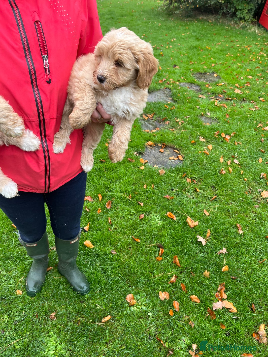 Labradoodle dogs for sale: Gorgeous Healthy Labradoodle Puppies  - Image 3