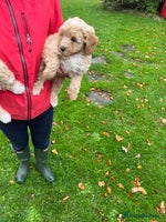 Labradoodle dogs - Advert 3