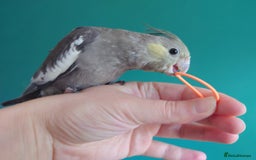 Cockatiels birds for sale: Hand reared semi tame DNA sexed baby cockatiel  in Worthing - Image 25