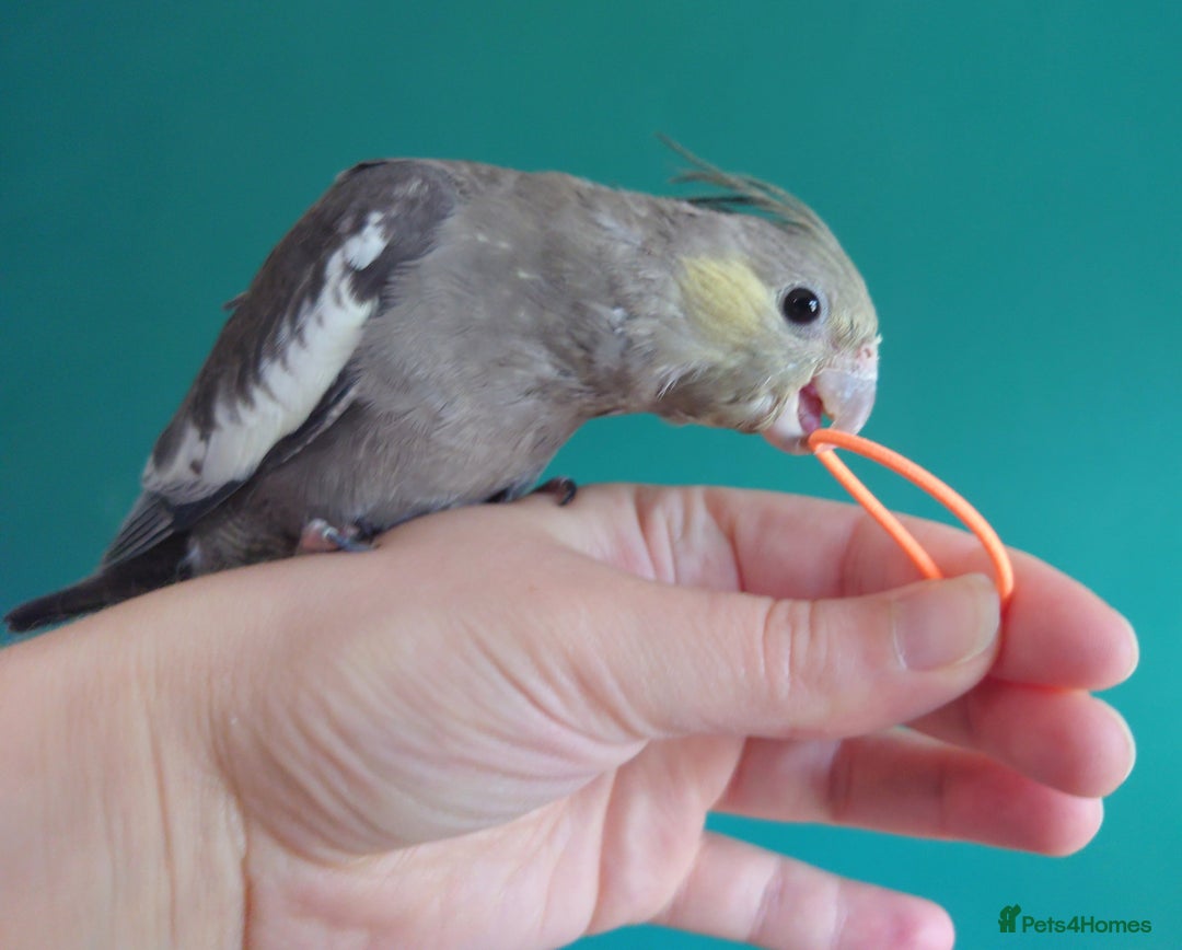Cockatiels birds for sale: Hand reared semi tame DNA sexed baby cockatiel  in Worthing - Image 25