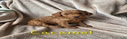 Cockapoo dogs for sale: Beautiful F1B Cockapoos, absolutely amazing  - Advert 4
