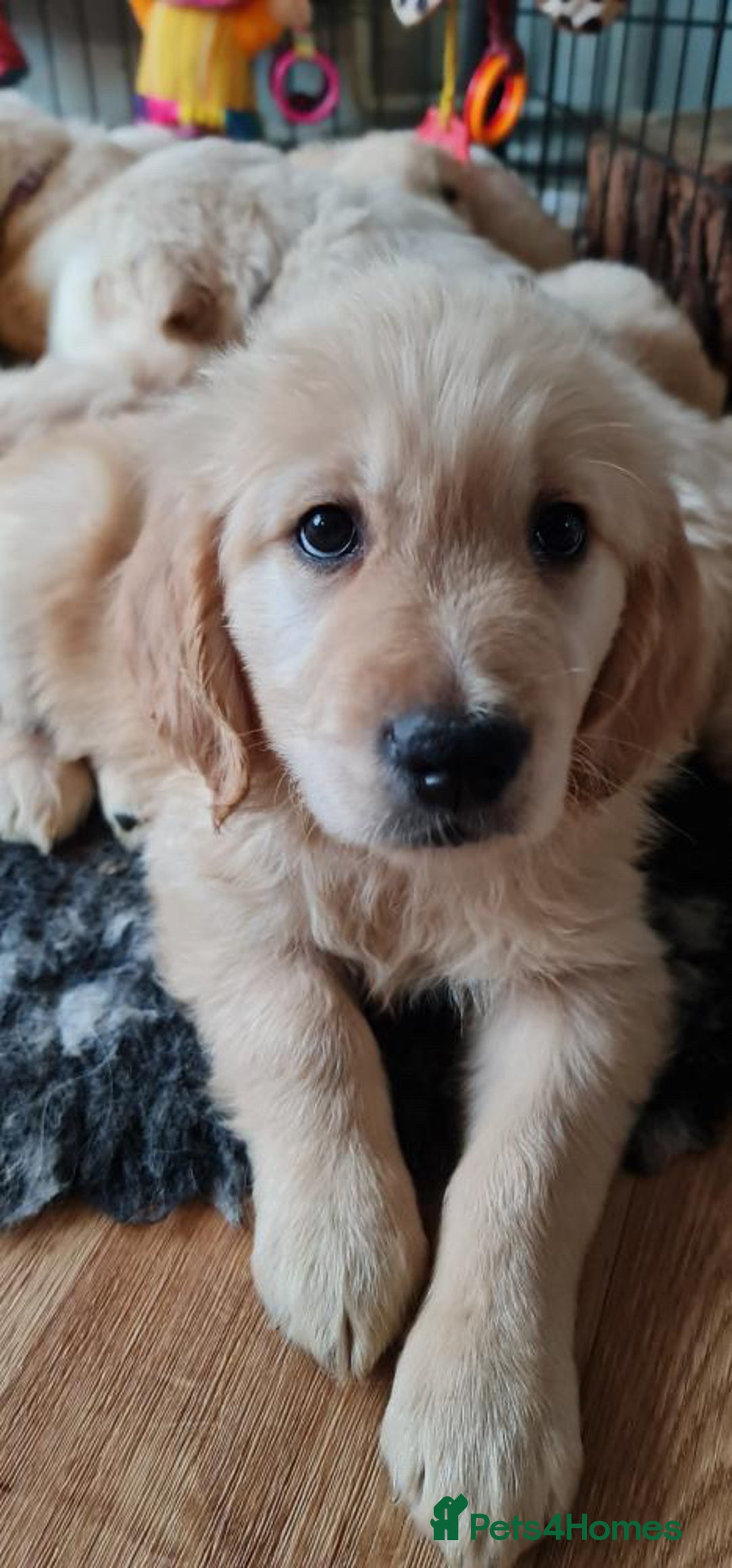 Golden Retriever dogs for stud: Kobe - KC Registered Golden Retriever Stud  - Advert 6