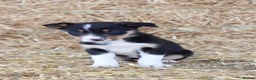 Border Collie dogs for sale: Beautiful Collie Pups Now Ready! only 3 boys left - Advert 9