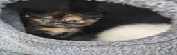 Mixed Breed cats for sale: 6 enjoyable kittens looking for forever home - Advert 17