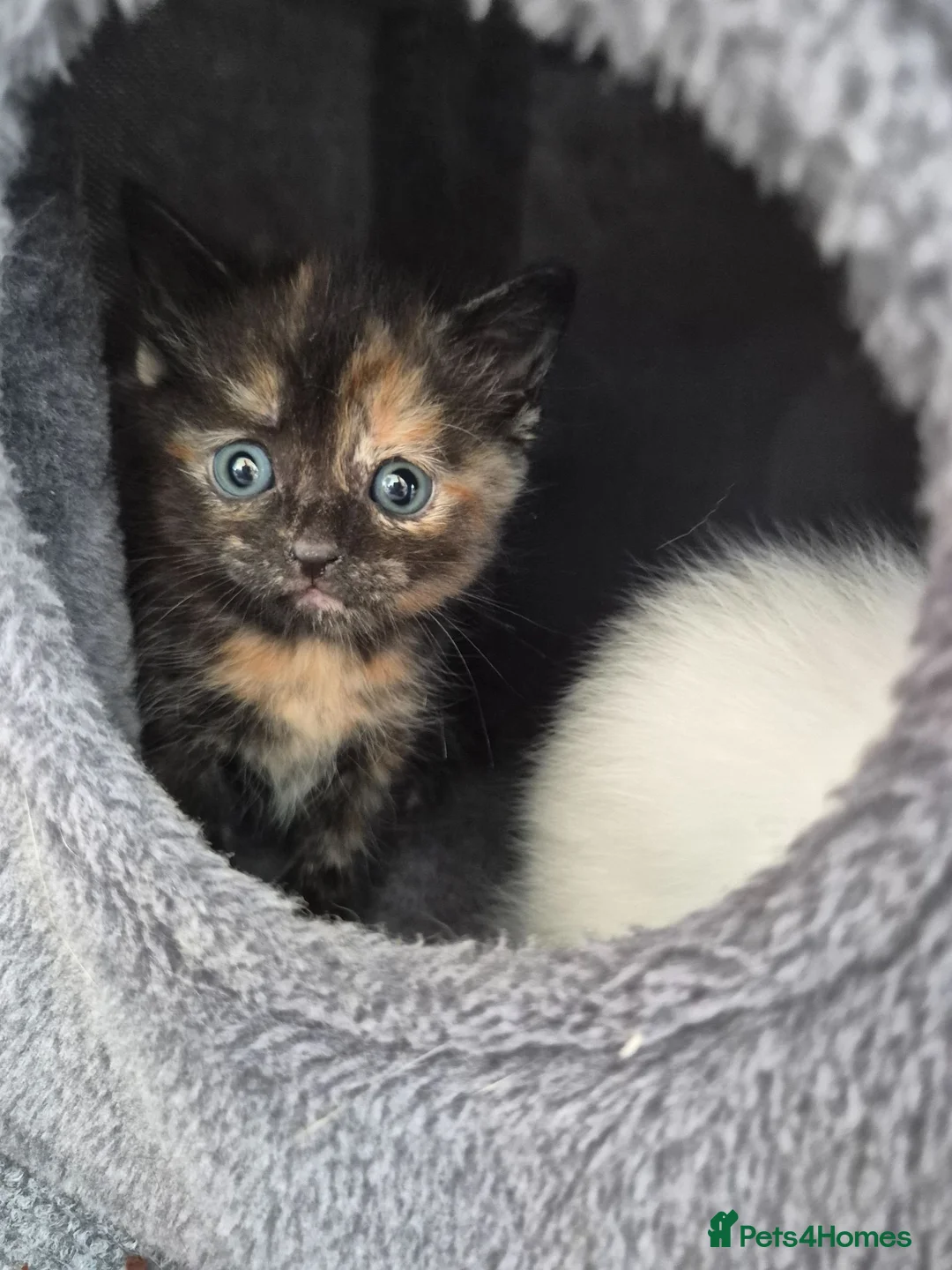 Mixed Breed cats for sale: 6 enjoyable kittens looking for forever home - Advert 17