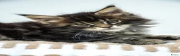 Maine Coon cats for sale: Stunning Maine Coon Kittens – Ready Now - Advert 15