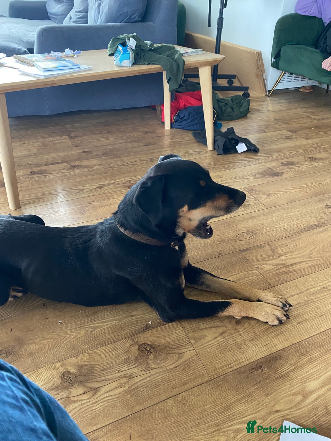 Mixed Breed dogs for sale: Adorable Male Puppies Looking for Loving Home - Advert 4