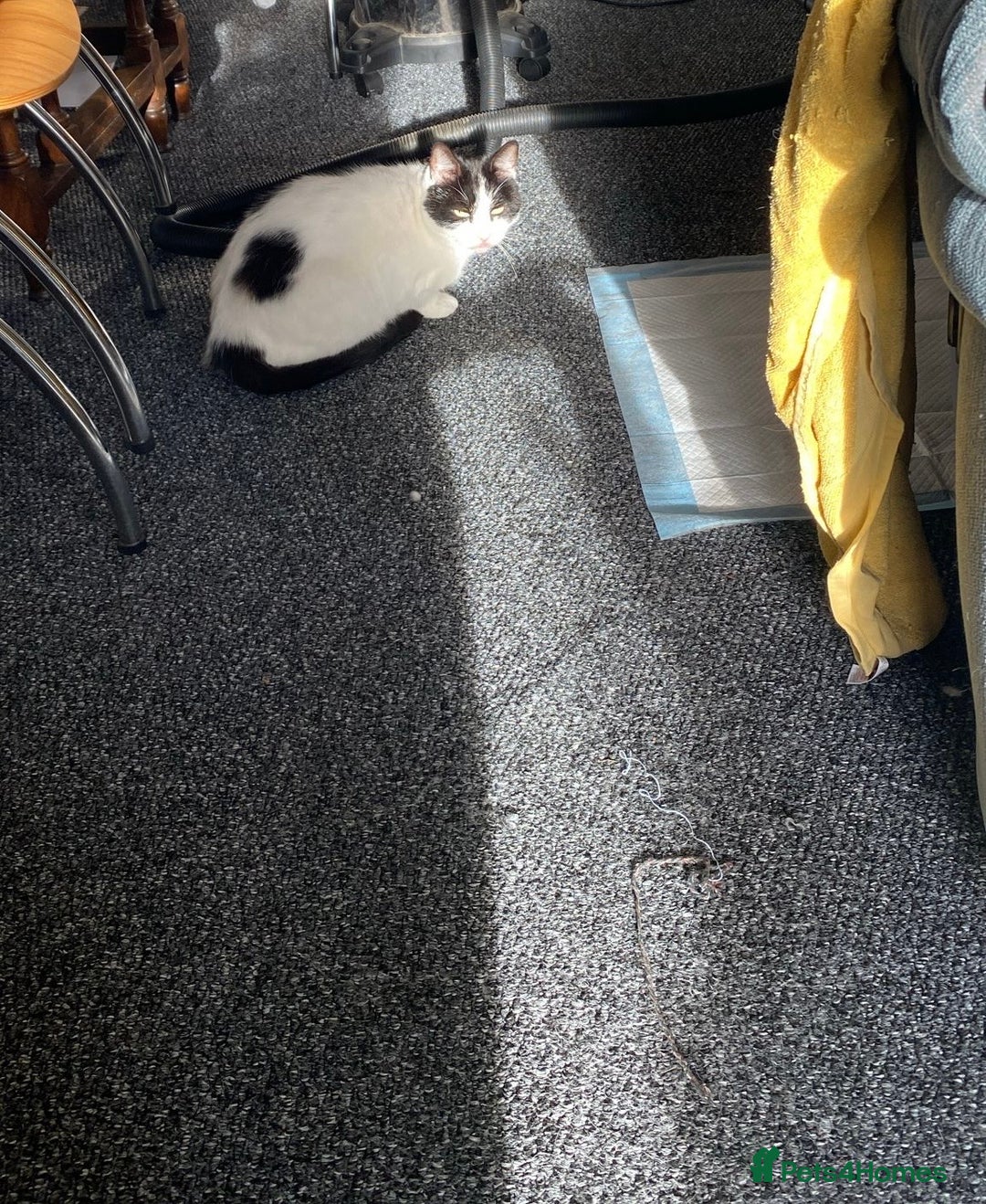 Mixed Breed cats for sale: Patch  - Image 2