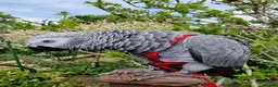 Parrots birds for sale: African grey parrot  - Advert 11