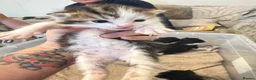 Mixed Breed cats for sale: 3 lovely chunky boys for sale  - Advert 2