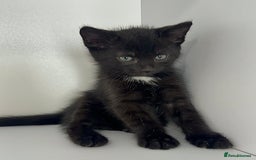 Mixed Breed cats for sale: Black Kitten Ragdoll x British Longhair Mix - Image 6