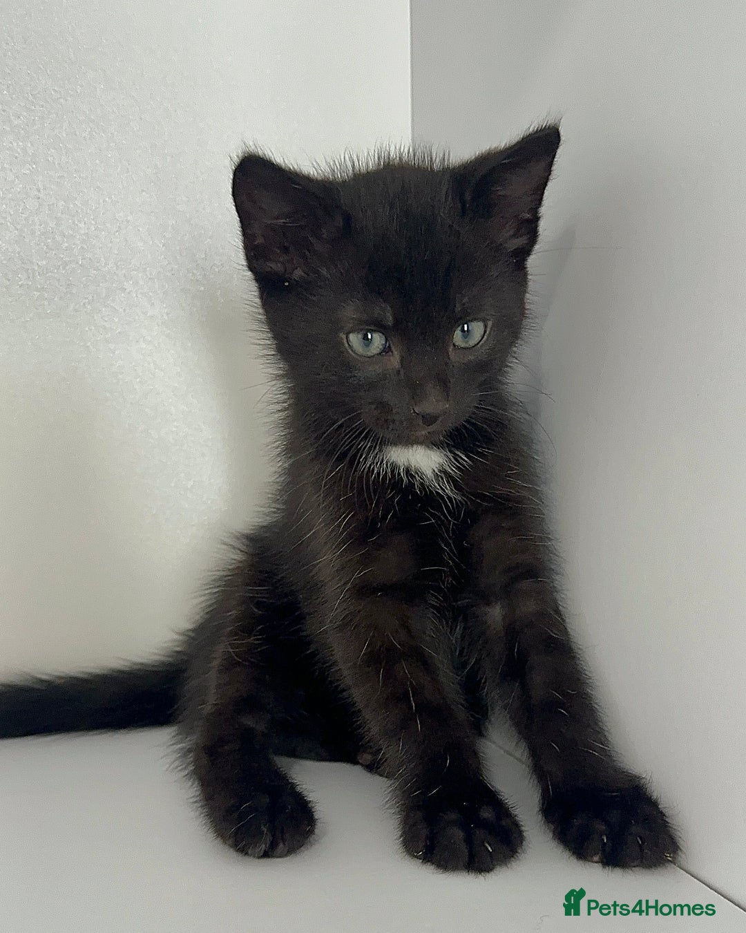 Mixed Breed cats for sale: Black Kitten Ragdoll x British Longhair Mix - Image 6