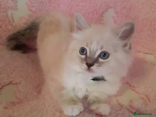 Ragdoll cats - Advert 12