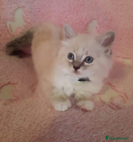 Ragdoll cats - Advert 3