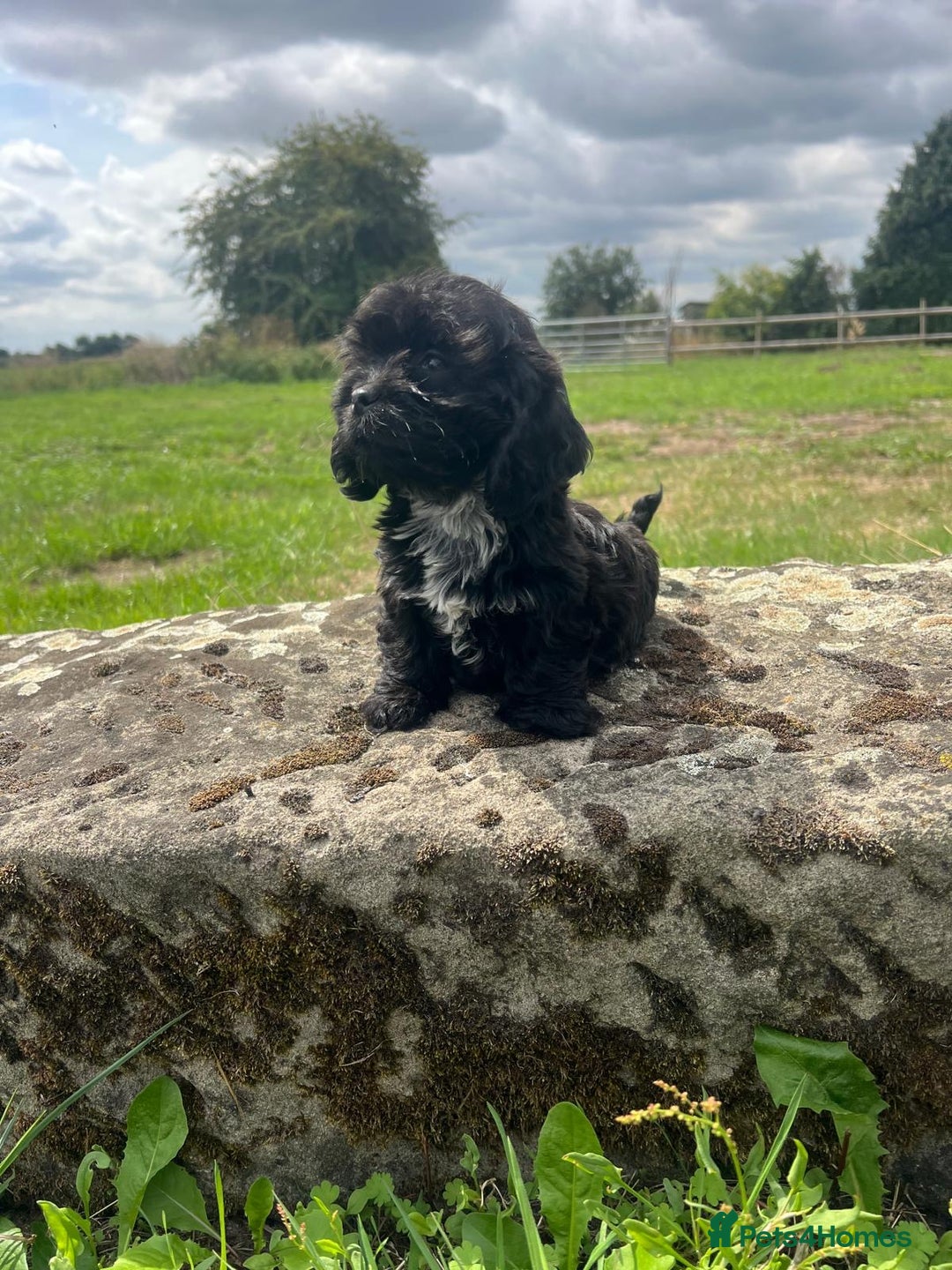 Mixed Breed dogs for sale: Beautiful Little Boy Available Now! - Image 2